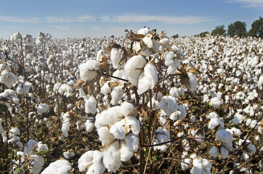 What is Cotton In Conversion?