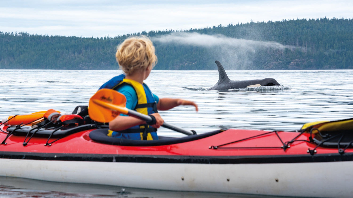 Child Kayaking with an Orca breaching in the background